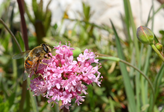 Macro dai Simbruini..