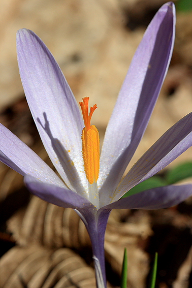 primi fiori dell''anno