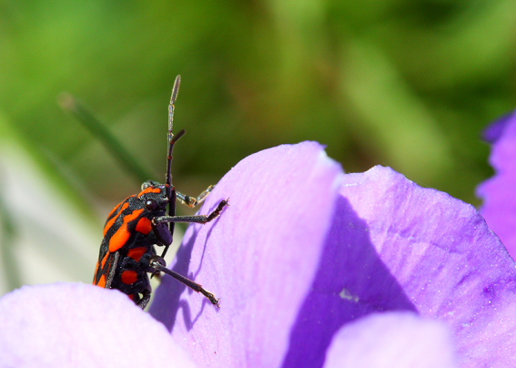 Macro dai Simbruini..