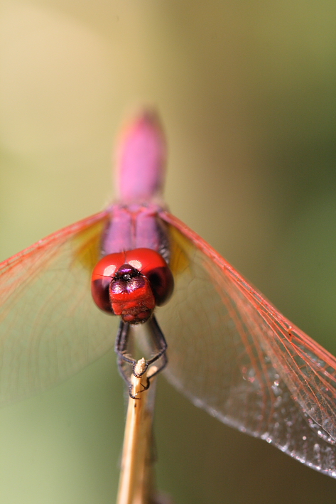 Un p� di macro con il Canon EF 100 mm f/2,8 USM Macro