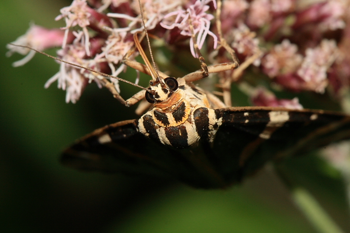 Un p� di macro con il Canon EF 100 mm f/2,8 USM Macro