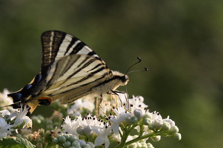 Un p� di macro con il Canon EF 100 mm f/2,8 USM Macro