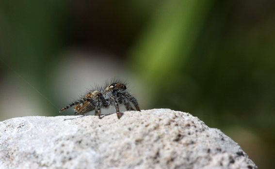 Macro dai Simbruini..