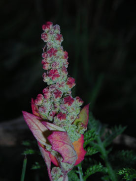 atriplex o Chenopodium? - Chenopodium sp.