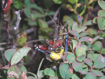 Podisma cfr. dechambrei (Acrididae Catantopinae)
