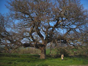 LA QUERCIA!!!