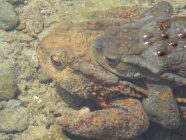 Bufo bufo