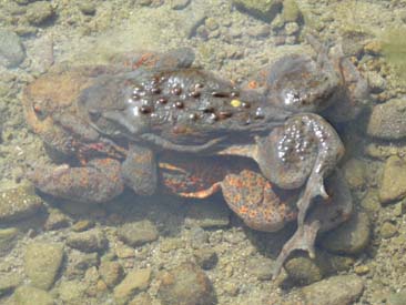 Bufo bufo