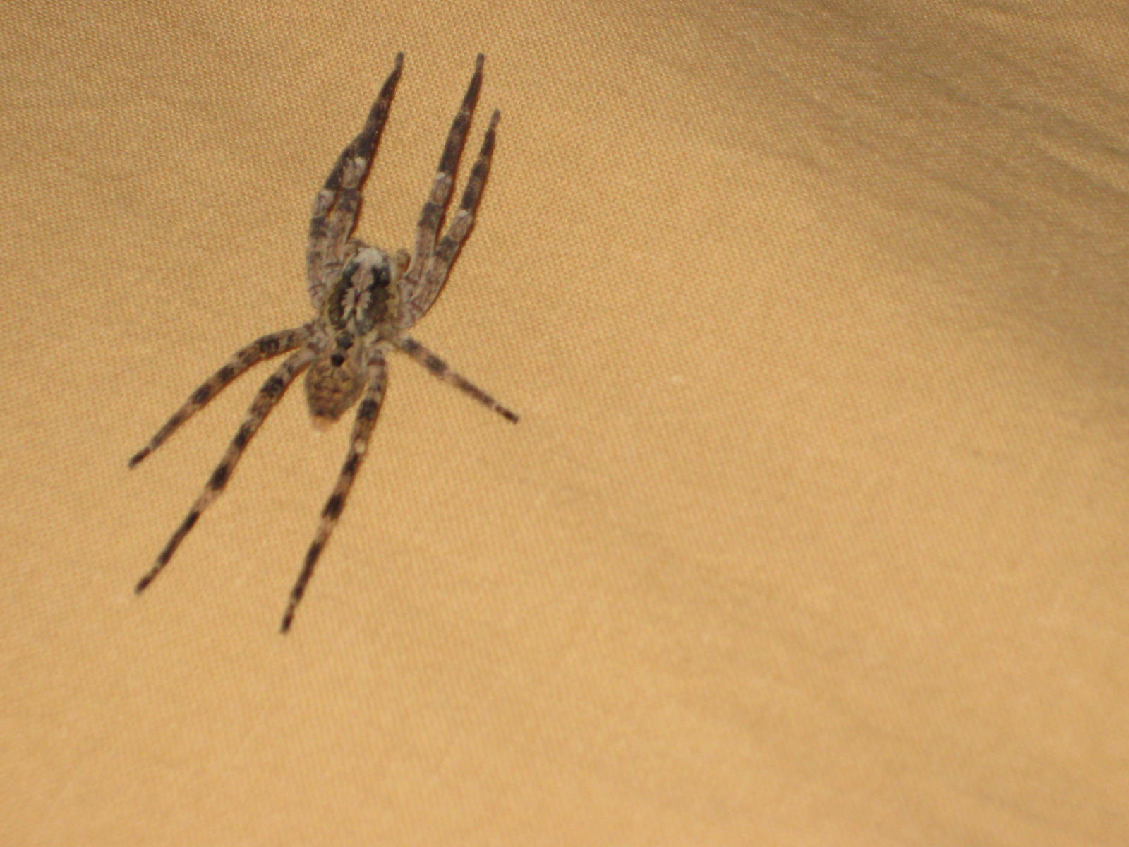 Zoropsis spinimana