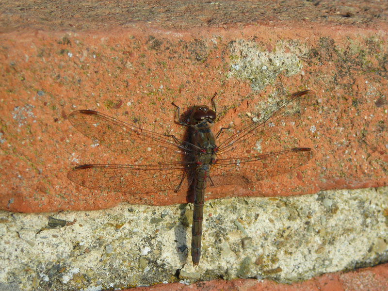 Sympetrum striolatum