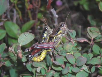 Podisma cfr. dechambrei (Acrididae Catantopinae)