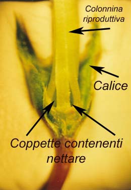 Impollinazione...ma non solo...(perforazione del calice)
