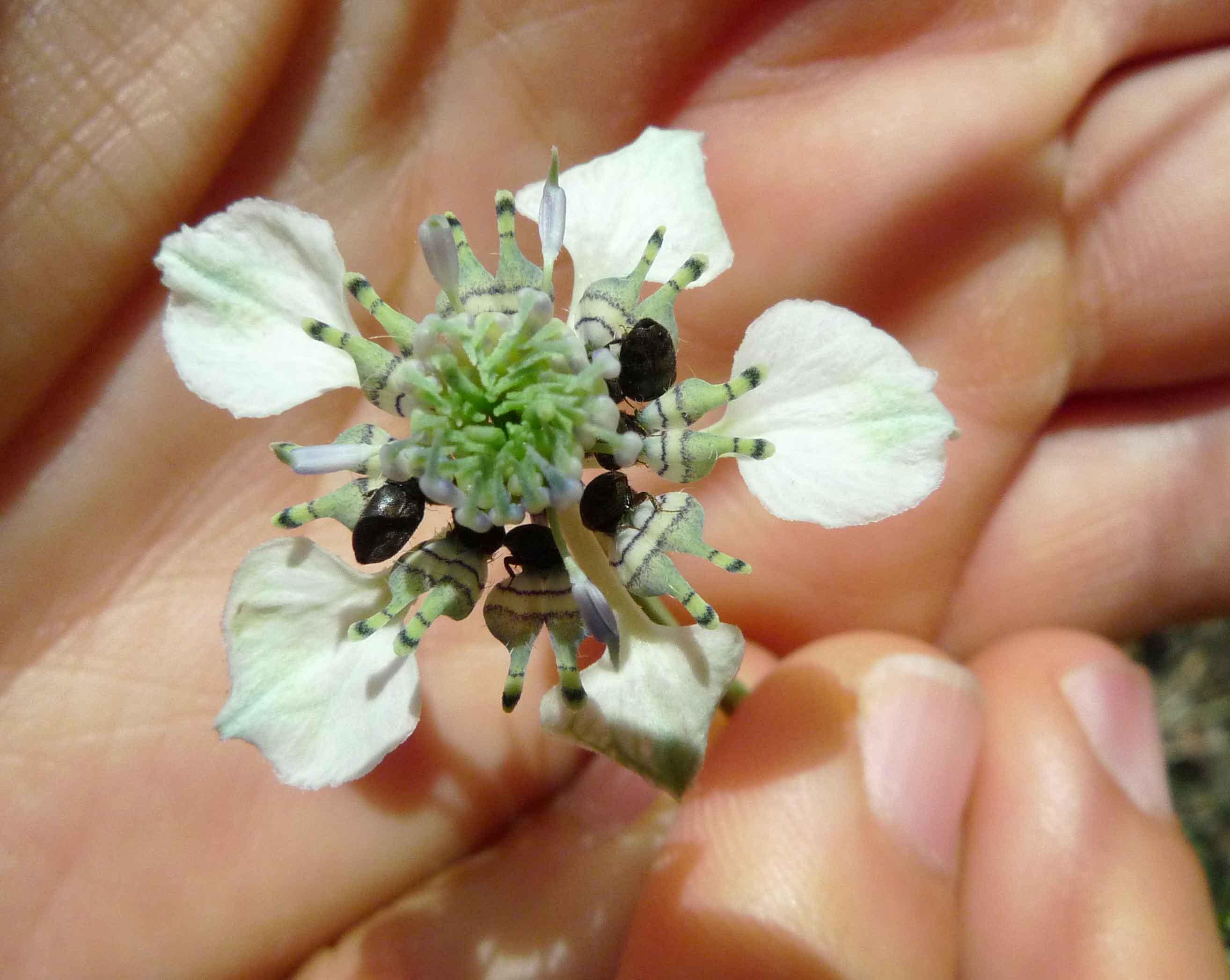 Nigella arvensis