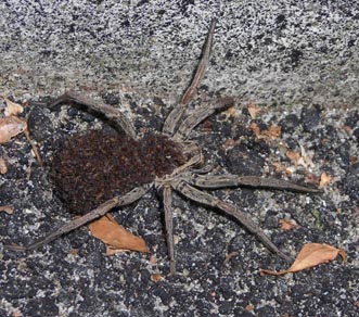 Hogna radiata