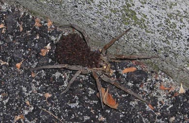 Hogna radiata