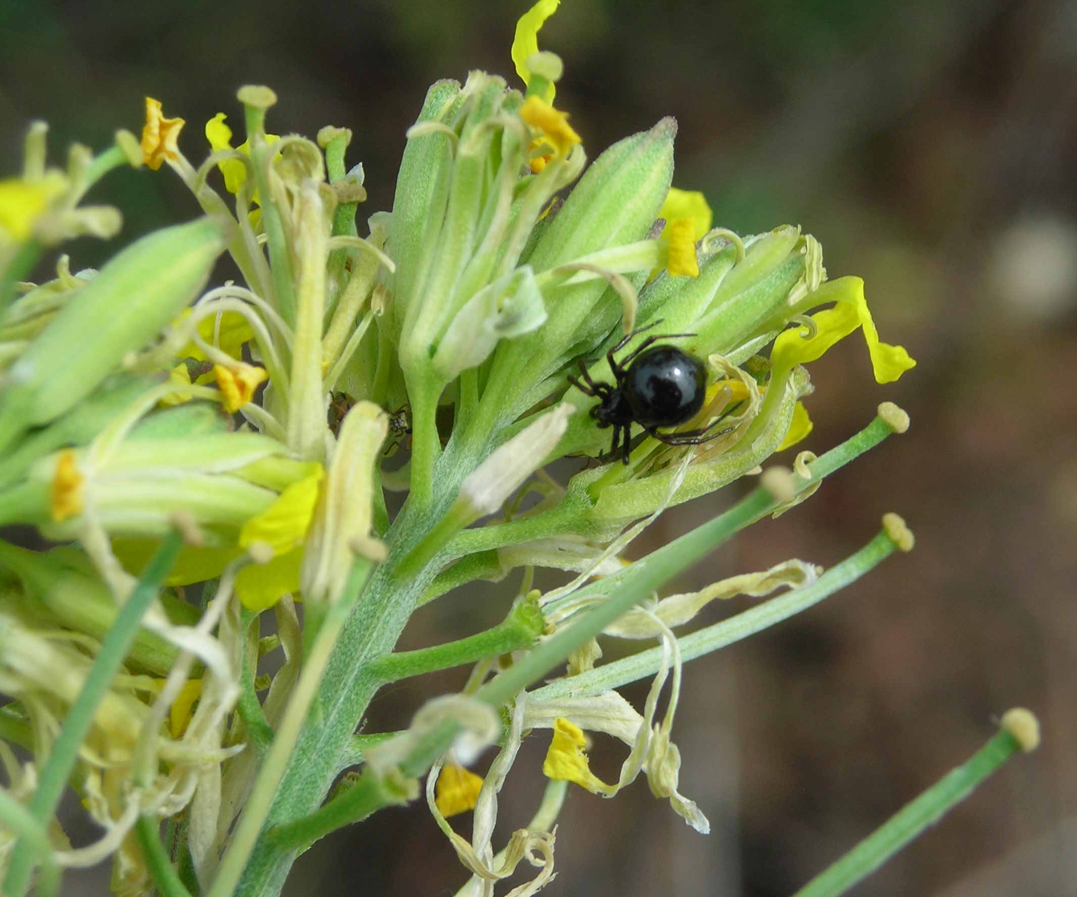 Euryopis sp.