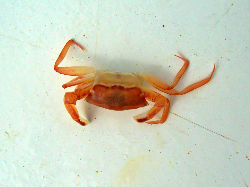 Goneplax rhomboides (Linné, 1758) femmina