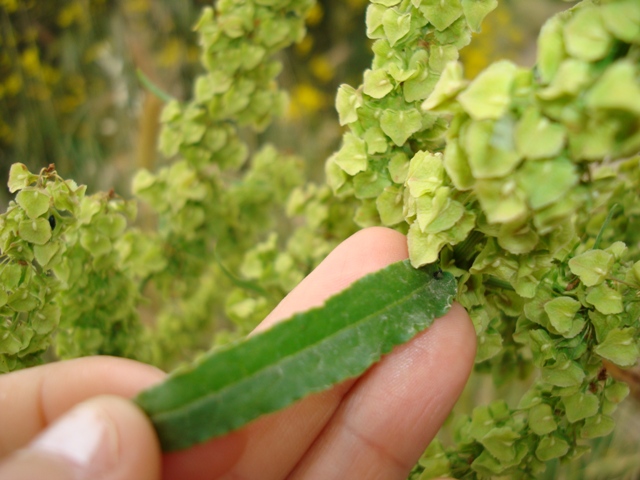 Rumex crispus