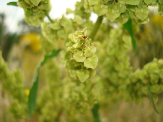 Rumex crispus