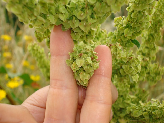 Rumex crispus