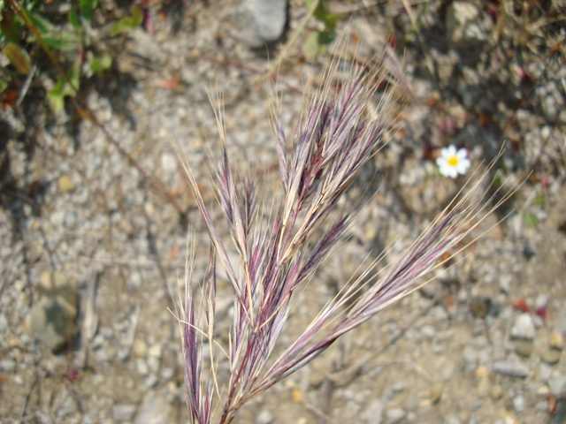Altra Graminaceae - Bromus sp.