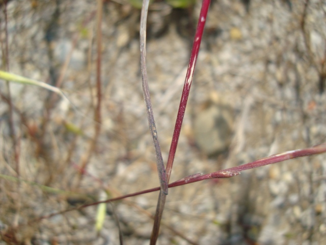 Altra Graminaceae - Bromus sp.
