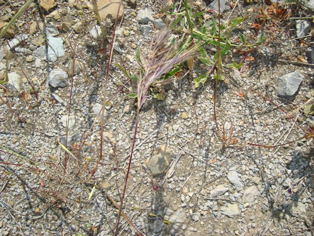 Altra Graminaceae - Bromus sp.