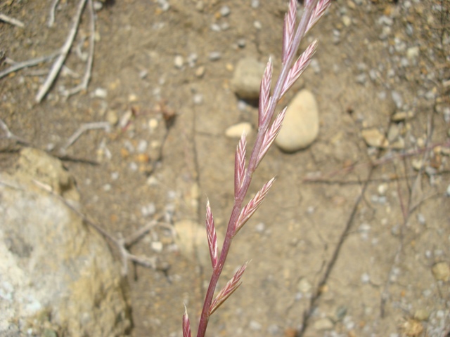 Lolium perenne