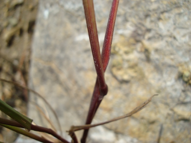Lolium perenne