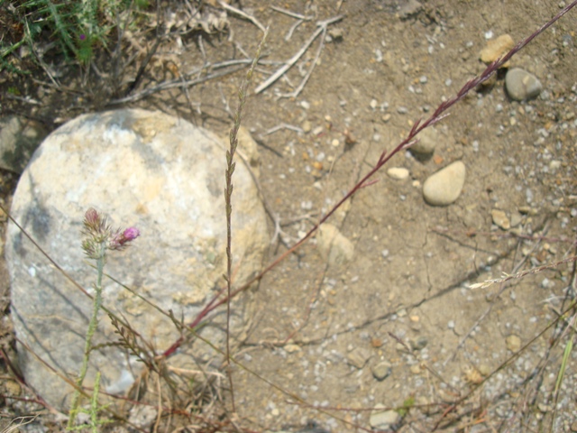 Lolium perenne