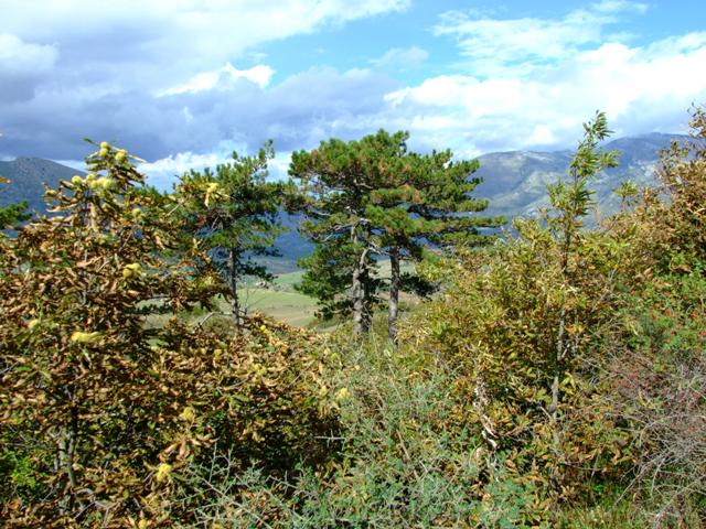 Pinus nigra ssp. laricio