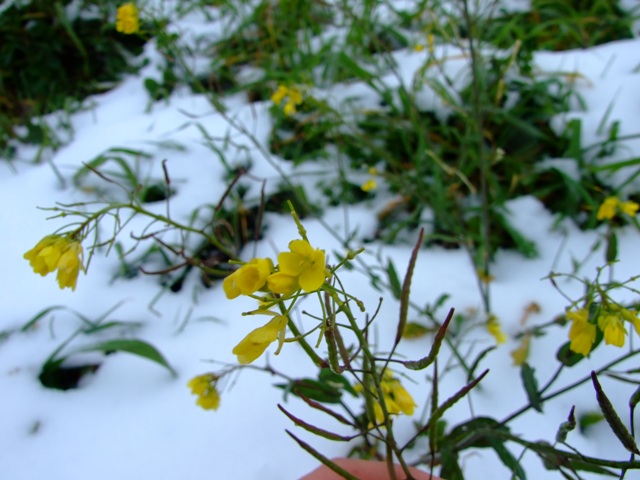 Brassicaceae a fiori gialli - Brassica sp.