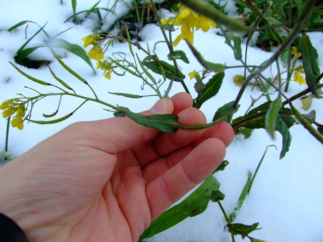 Brassicaceae a fiori gialli - Brassica sp.