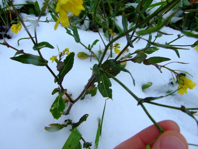 Brassicaceae a fiori gialli - Brassica sp.