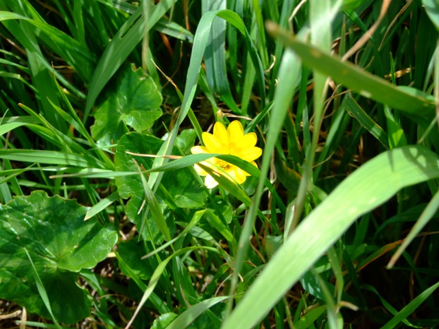 Ranunculus ficaria sl.