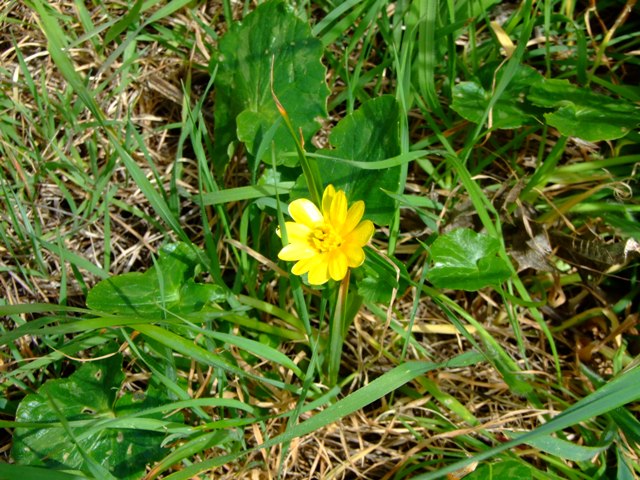 Ranunculus ficaria sl.