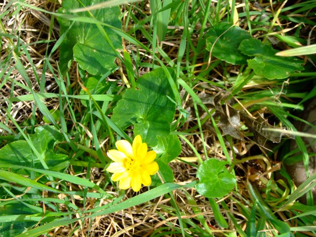 Ranunculus ficaria sl.