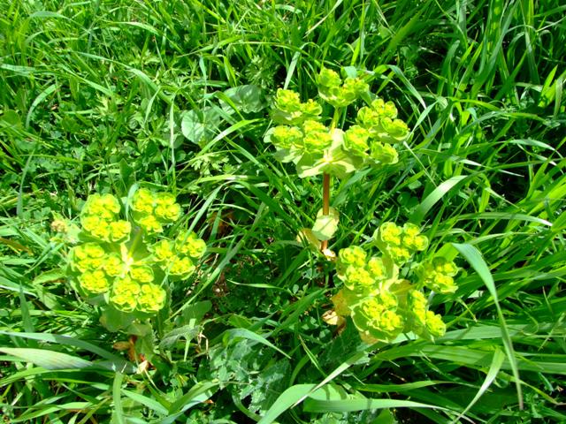 Euphorbiaceae - Euphorbia helioscopia