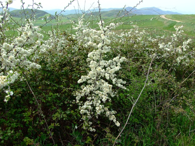 Arbusto - Prunus spinosa