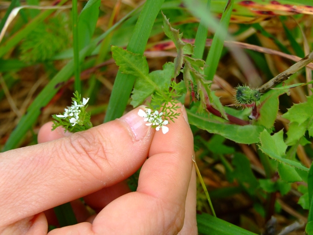 Piccola piantina  -  Scandix sp.