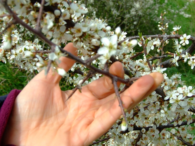 Arbusto - Prunus spinosa
