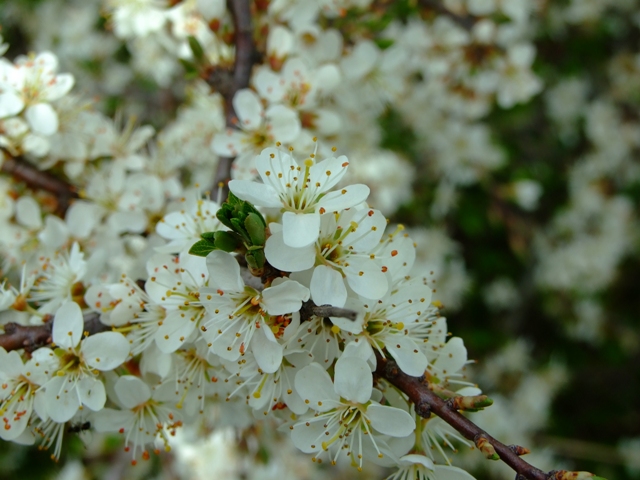 Arbusto - Prunus spinosa