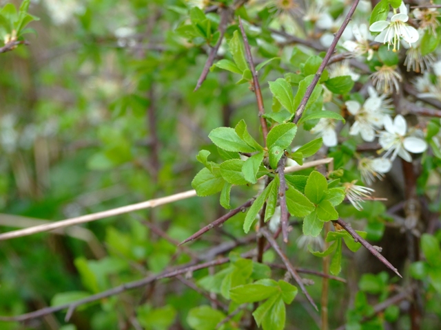 Arbusto - Prunus spinosa