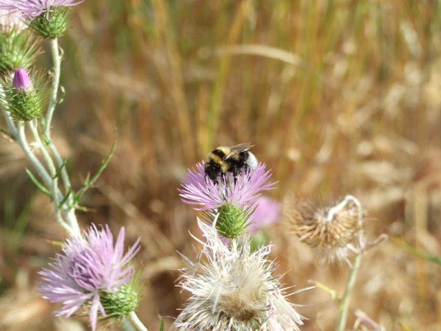 Bombus sp.