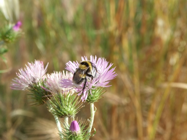 Bombus sp.