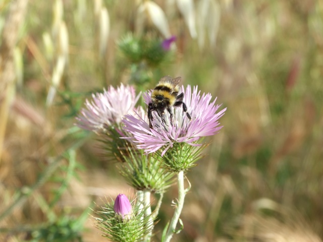 Bombus sp.