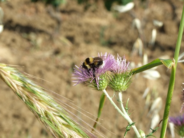 Bombus sp.