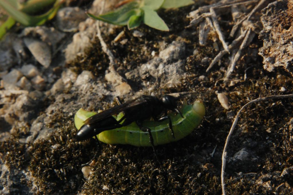 Caccia grossa Podalonia hirsuta mervensis F (Sphecidae)