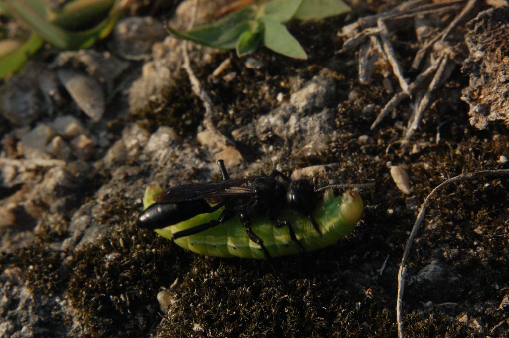 Caccia grossa Podalonia hirsuta mervensis F (Sphecidae)
