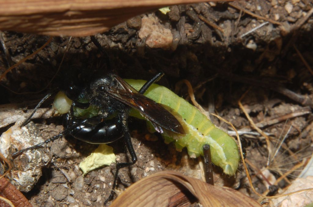 Caccia grossa Podalonia hirsuta mervensis F (Sphecidae)